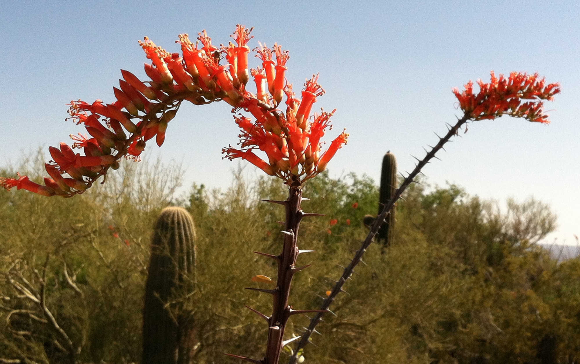 Ocotillo in bloom AZ Star Tribune